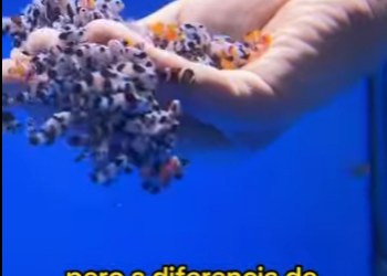 L1302013 A stray kitten turns into the boss’s secretary (Parte 2)