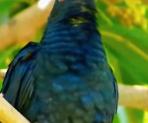 L1302025 The mother bird actually fed baby birds that weren’t her own to grow up (Parte 2)