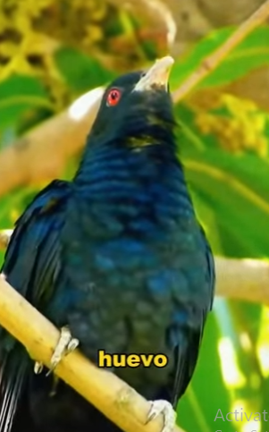 L1302025 The mother bird actually fed baby birds that weren’t her own to grow up (Parte 2)