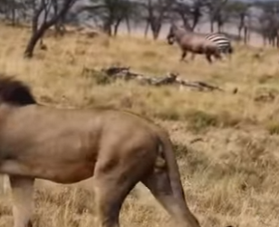 L1302029 The lion was trapped in a tree by a buffalo (Parte 2)