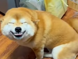 L1302015 Shiba Inu (Part 2)