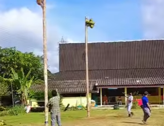 L1302002 Monkeys are trained to pick coconuts (Parte 2)