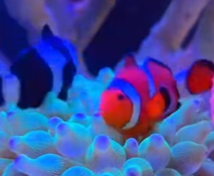 L1302005 Rescued a clownfish (Parte 2)