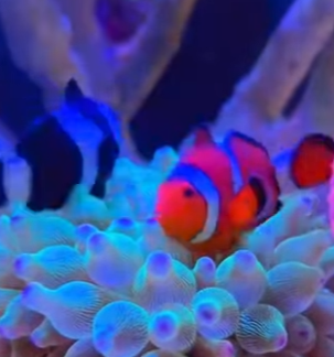 L1302005 Rescued a clownfish (Parte 2)