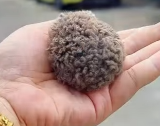 L1302010 Cute Campbell hamster, do you like it (Parte 2)