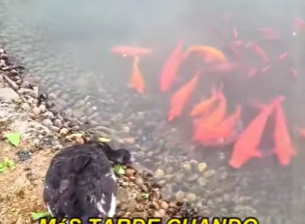 L1302030 Black Swan actually keeps a group of fish as pets (Parte 2)