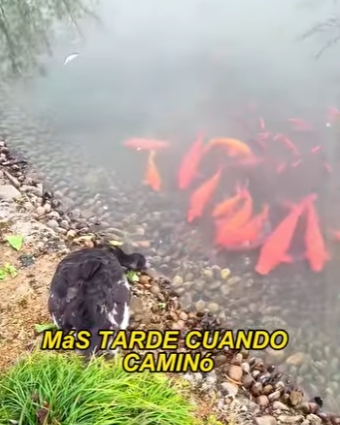 L1302030 Black Swan actually keeps a group of fish as pets (Parte 2)