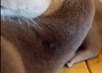 L1302021 What happens to otters when their keepers disappear (Parte 2)