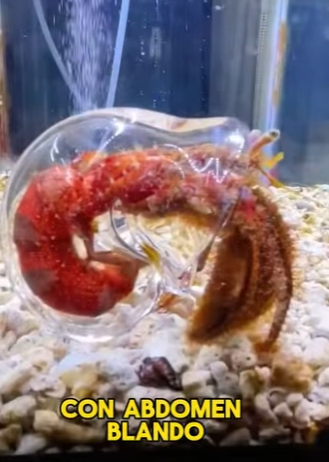 L1302009 Hermit crab’s new home (Parte 2)