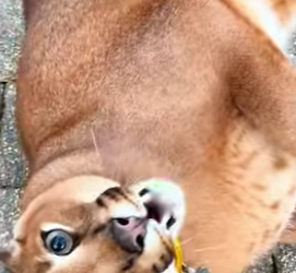 L1302004 Docile caracal (Part 2)