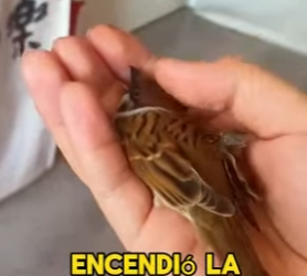 L1302016 Save a sparrow caught in the rain (Part 2)