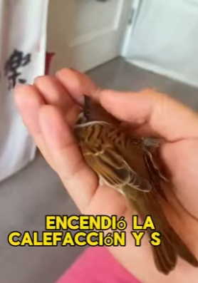 L1302016 Save a sparrow caught in the rain (Part 2)