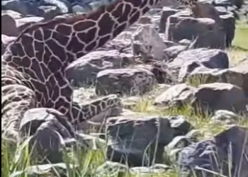 L1302027 The antelope dared to attack a giraffe that was bigger than itself (Parte 2)