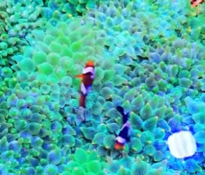 L1302022 Do you think clownfish are very affectionate (Parte 2)
