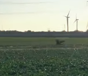 L1302026 The rabbit bravely faced an eagle alone to protect its young (Parte 2)