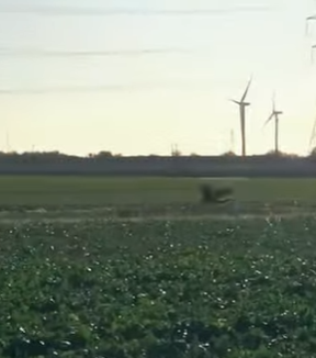 L1302026 The rabbit bravely faced an eagle alone to protect its young (Parte 2)