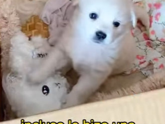 L1302007 A sanitation worker found a little white dog in a trash can (Part 2)