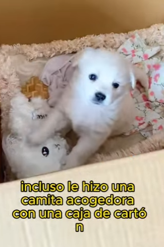 L1302007 A sanitation worker found a little white dog in a trash can (Part 2)