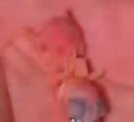 L1302018 A bird with a small pearl on its beak (Parte 2)