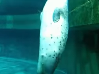 L1302012 A seal standing and watching people (Parte 2)