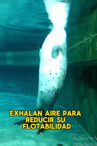 L1302012 A seal standing and watching people (Parte 2)