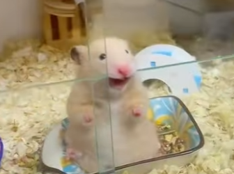 L1302023 A hamster pretending to be dead (Parte 2)