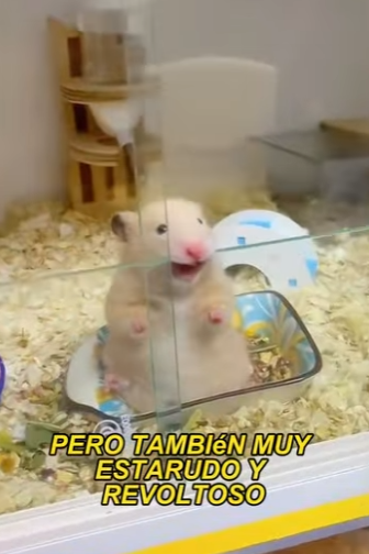 L1302023 A hamster pretending to be dead (Parte 2)