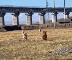 L1302028 The two dogs protected their owner, facing the wolf without hesitation (Parte 2)