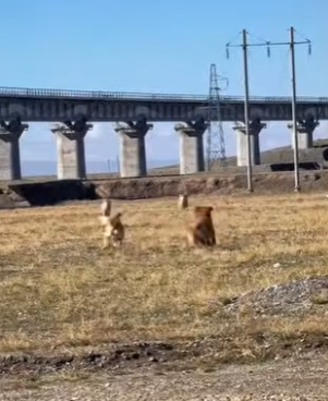 L1302028 The two dogs protected their owner, facing the wolf without hesitation (Parte 2)