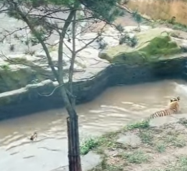 L1302031 The tiger was tricked by the duck (Parte 2)