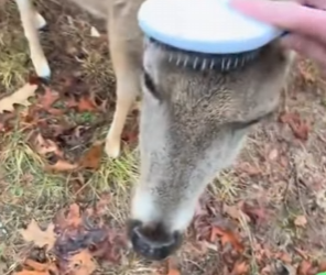 A1302004 Un hombre rescató a un ciervo herido en la carretera, pero no sabía lo que sucedería después (Part 2)