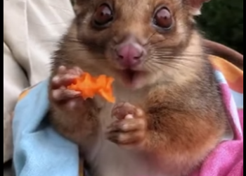 A1302006 Una pareja encontró un pequeño animal no identificado en las montañas (Part 2)