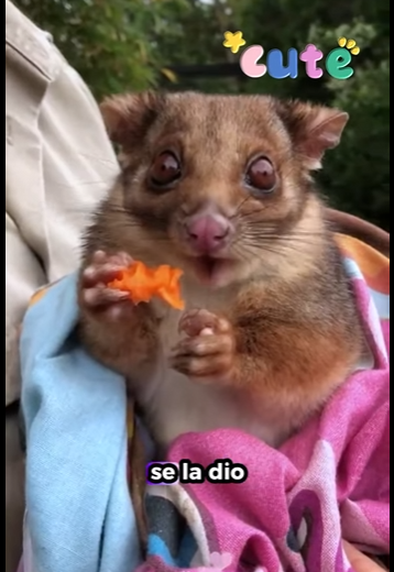 A1302006 Una pareja encontró un pequeño animal no identificado en las montañas (Part 2)