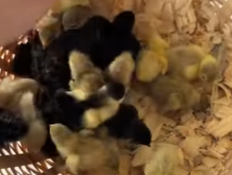 A1302002 Mike rescató a un grupo de crías de codorniz que acababan de nacer y no tenían hogar, lo que inesper (Part 2)