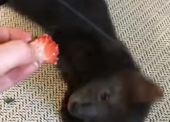 A1302005 The Most Unmanageable Pet Ever Hilarious and Chaotic (Part 2)