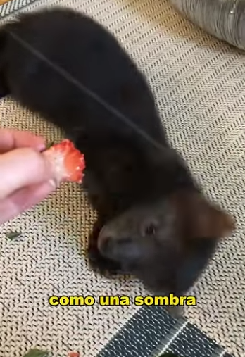 A1302005 The Most Unmanageable Pet Ever Hilarious and Chaotic (Part 2)