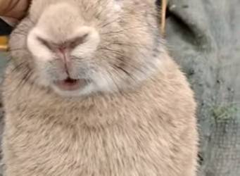 A1302003 Una pareja rescató un conejo de un hurón en la naturaleza, pero no sabían lo que sucedería después (Part 2)