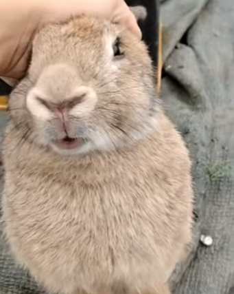 A1302003 Una pareja rescató un conejo de un hurón en la naturaleza, pero no sabían lo que sucedería después (Part 2)
