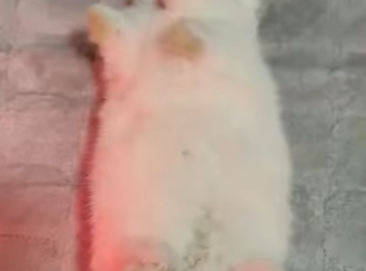 A1302001 Una mujer rescató a un conejo que se estaba ahogando en un lago, pero no sabía lo que sucedería desp (Part 2)