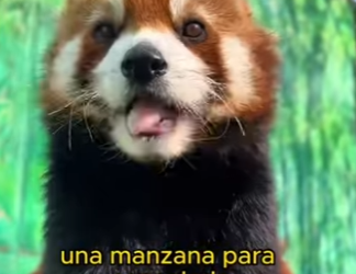 L1802009 This red panda gave its keeper flowers (Parte 2)