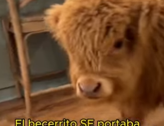 L1802023 This calf is so cute (Part 2)