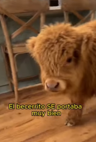 L1802023 This calf is so cute (Part 2)