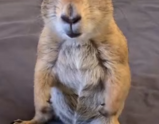 L1802013 Groundhogs are so cute (Parte 2)