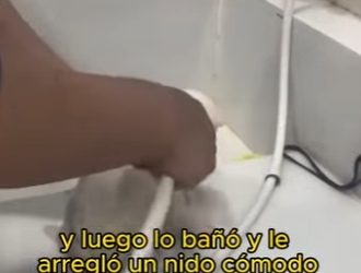 L1802027 White fox meets soft hearted human (Parte 2)