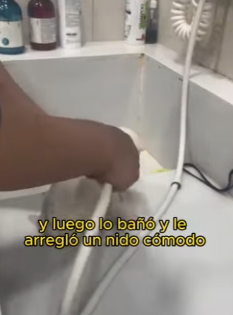 L1802027 White fox meets soft hearted human (Parte 2)