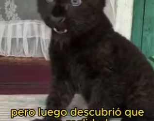 L1802024 A dying cub was found (Parte 2)