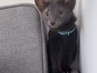 L1802006 Energetic sable (Parte 2)