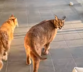 L1802010 The knight needs to protect the princess (Parte 2)