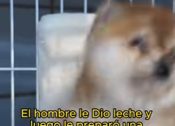 L1802026 A smiling puppy with its head stuck (Part 2)