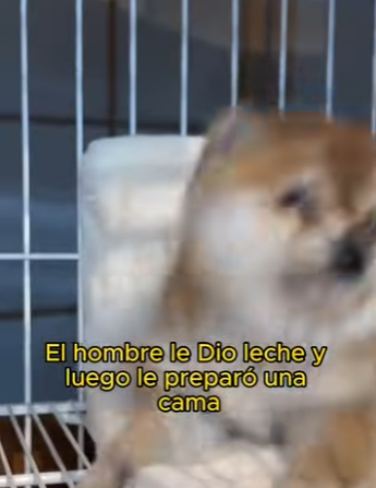 L1802026 A smiling puppy with its head stuck (Part 2)